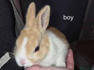 Dutch rabbits Dutch rabbits - Advert 7