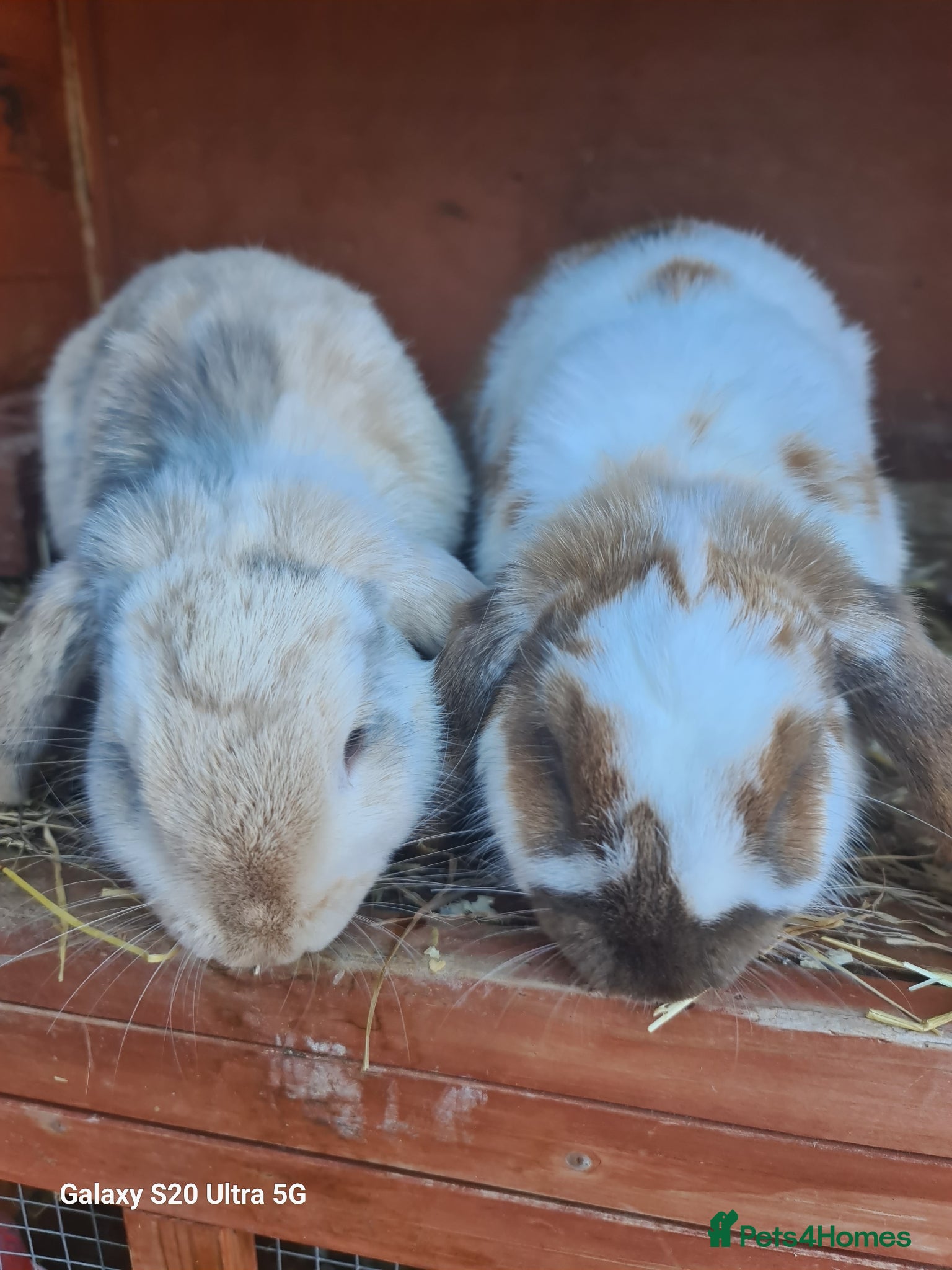 Mini Lop rabbits 3 Mini Lop Rabbits plus hutch - Advert 13