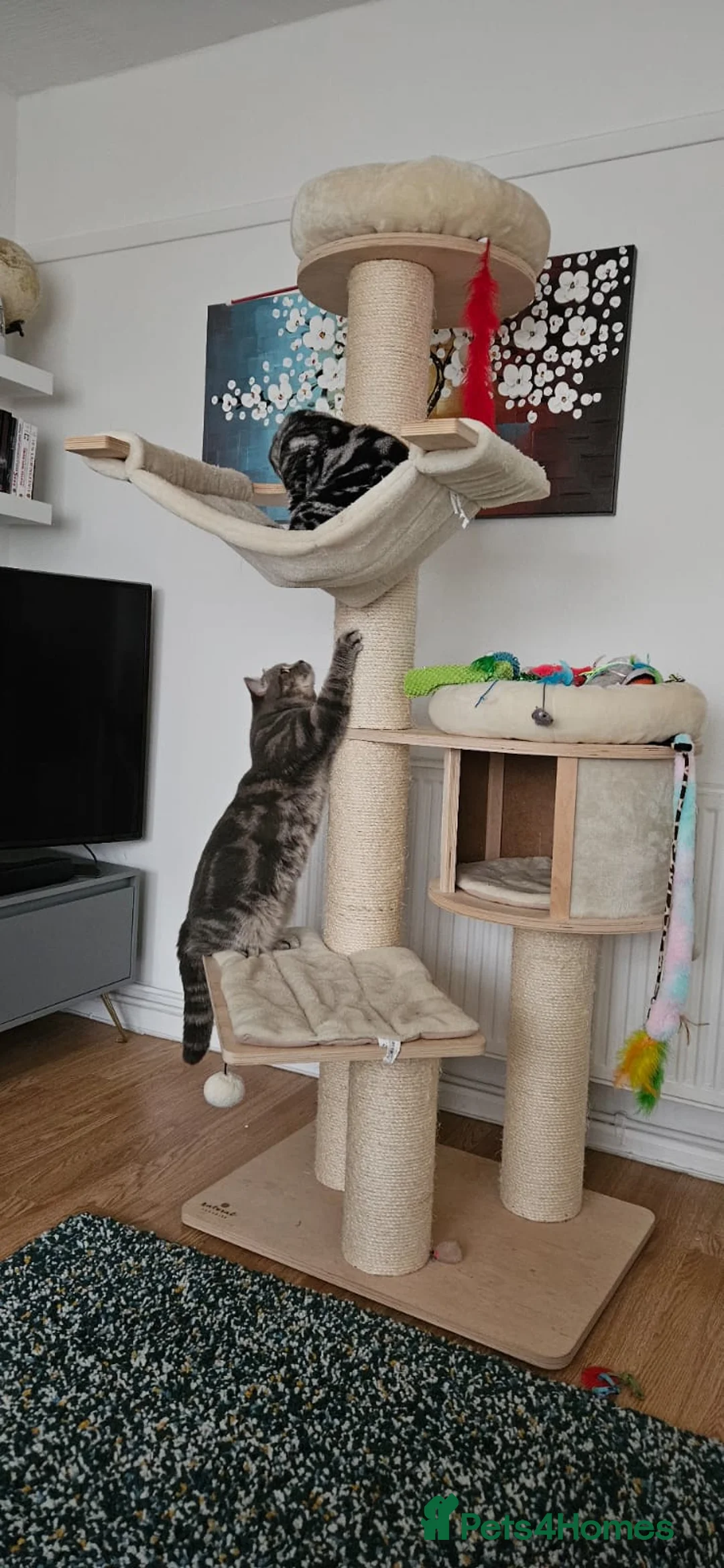 British Shorthair cats for stud: GCCF Registered Full pedigree Ready To Stud in London - Advert 12