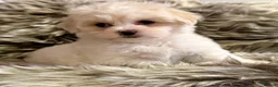 Maltipoo dogs for sale: TOP QUALITY MALTIPOO GIRLS READY NOW! - Advert 5