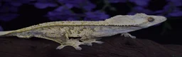 Gecko reptiles for sale: High end crested geckos - Advert 7