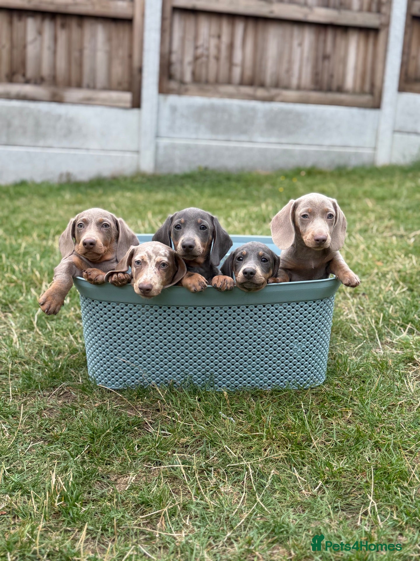 Miniature Dachshund dogs Miniature dachshund puppies  - Advert 4
