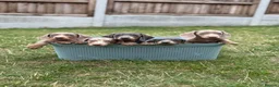 Miniature Dachshund dogs for sale: Miniature dachshund puppies  - Advert 1