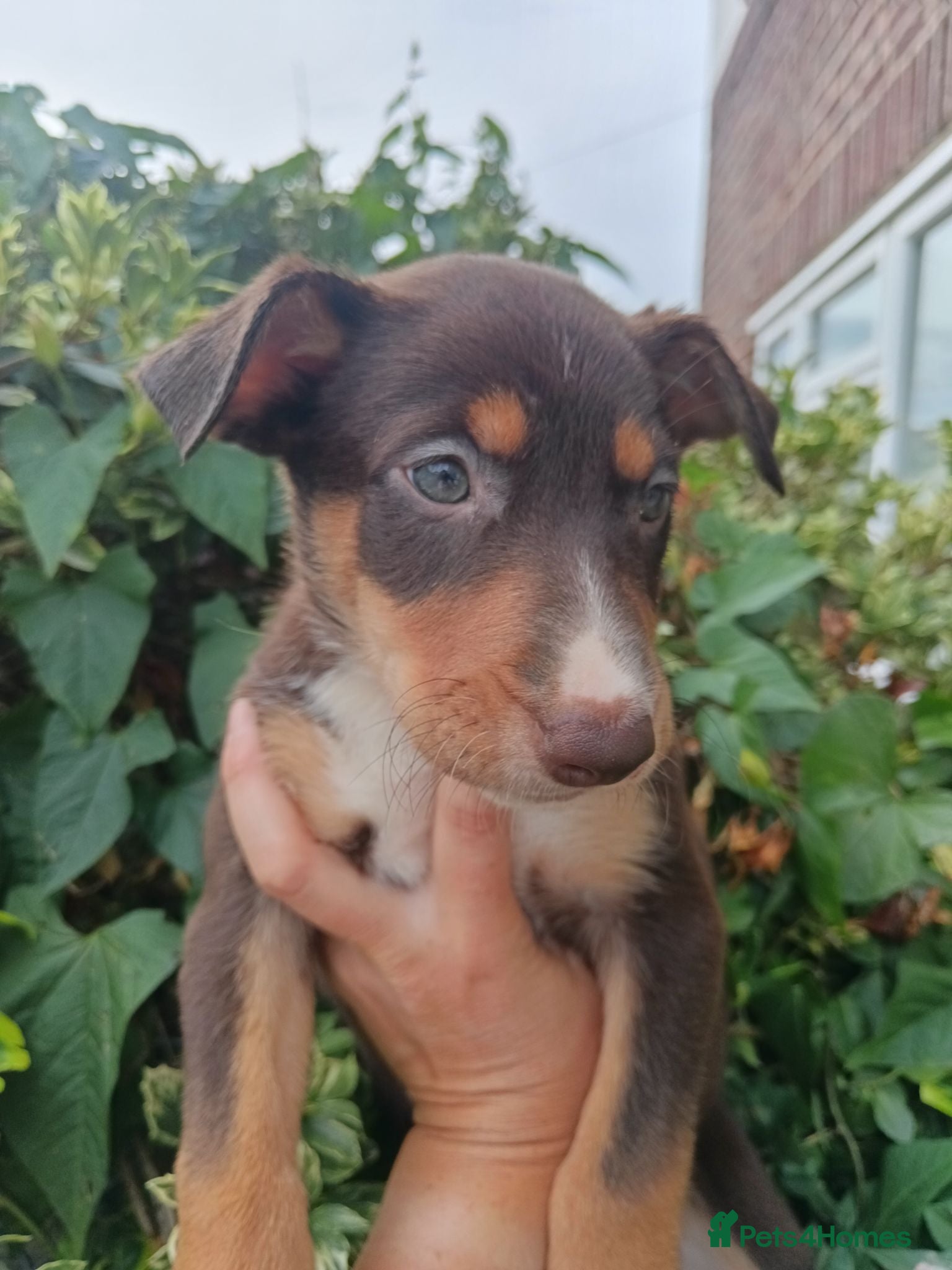 Mixed Breed dogs LabxBorder - border collie £500  - Advert 4