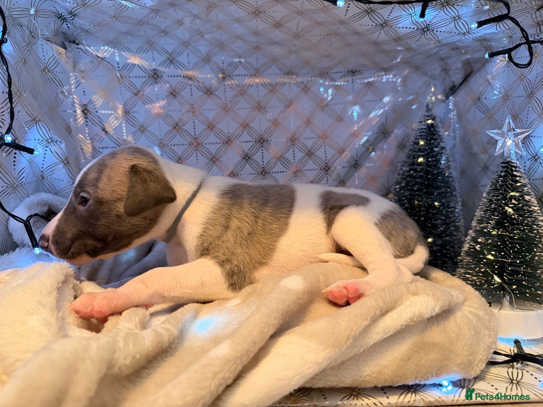Whippet dogs for sale: Whippets  - Advert 29