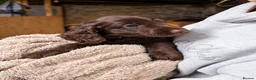 Mixed Breed dogs for sale: Beautiful Sproodle Puppies ready In 1 week! - Advert 20