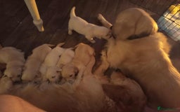 Golden Retriever dogs for sale: Golden Retriever Puppies - Mum & Dad family pets - Image 18