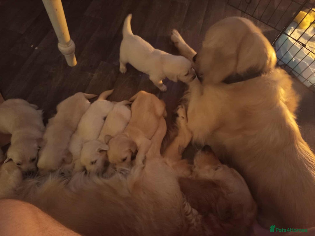 Golden Retriever dogs for sale: Golden Retriever Puppies - Mum & Dad family pets - Image 18