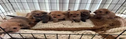 Pomapoo dogs for sale: Pomapoo puppies  - Advert 1