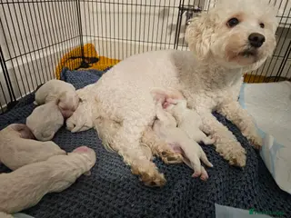 Bichon Frise dogs 7 bichon frise puppies for sale - Advert 1