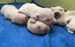Golden Retriever dogs for sale: Beautiful KC registered golden retrievers - Image 3