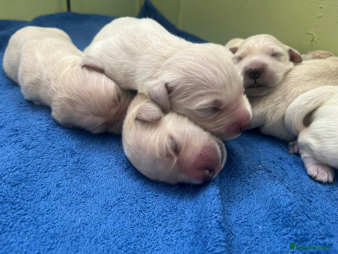 Golden Retriever dogs for sale: Beautiful KC registered golden retrievers - Image 3