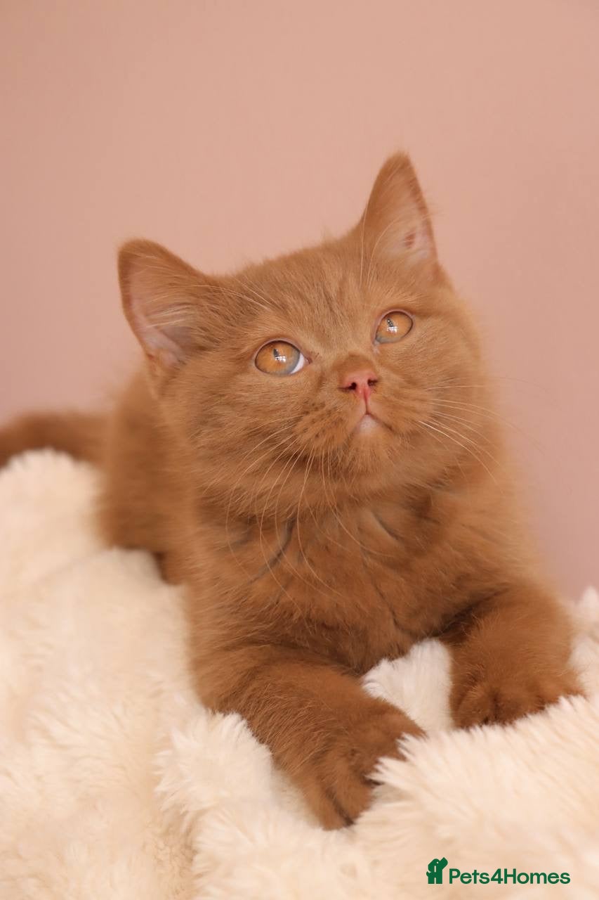 British Shorthair cats Ready Stunning Chocolate Champion bloodline BSH - Advert 2