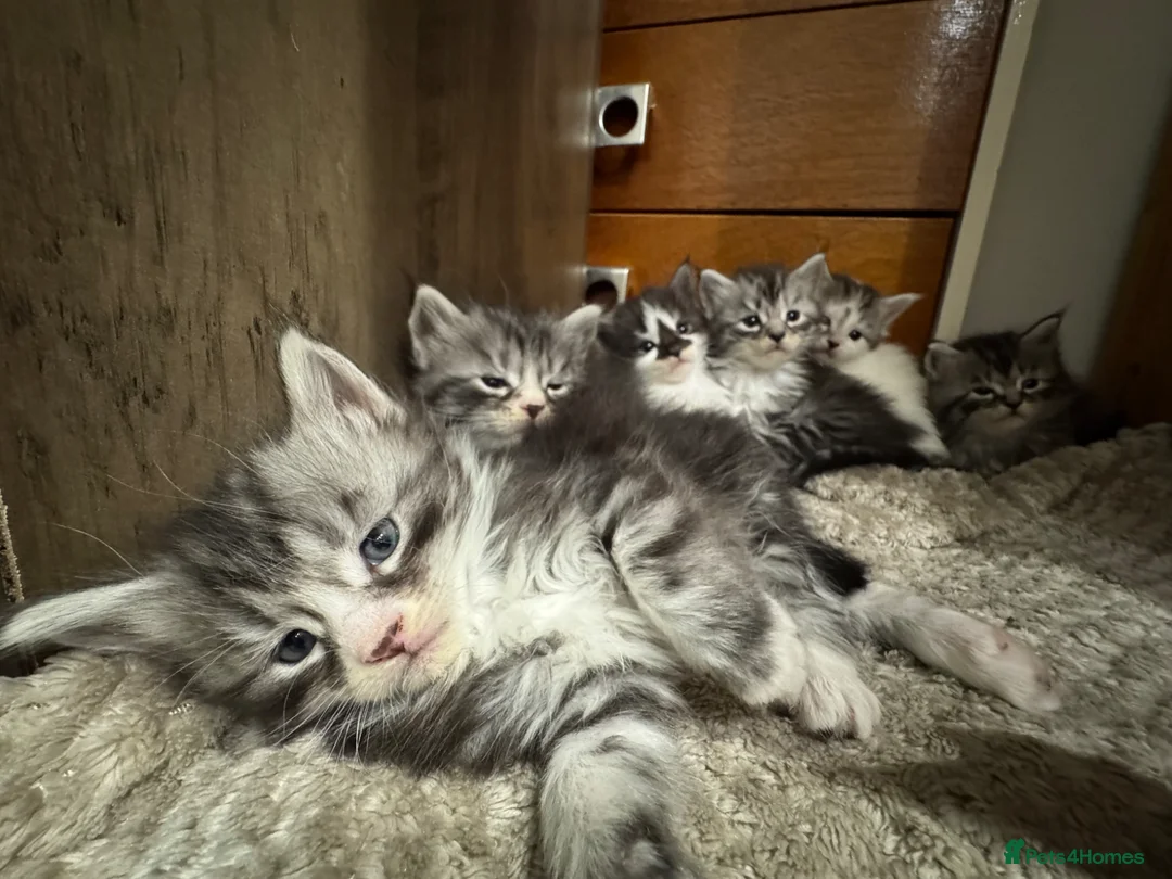 Maine Coon cats for sale: 3/4 Maine coon  - Advert 1