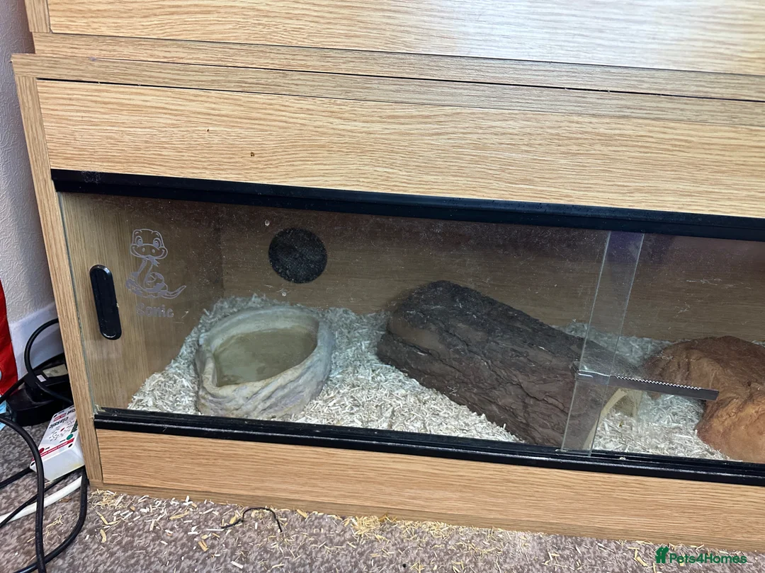 Corn Snake reptiles for sale: Grey corn snake and near full set up - Advert 8