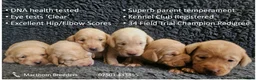 Labrador Retriever dogs for sale: Stunning Red Fox Labs-Health checked, KC Reg, FTCH - Advert 2
