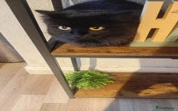 Mixed Breed cats for sale: Minnie needs a forever home - Image 3