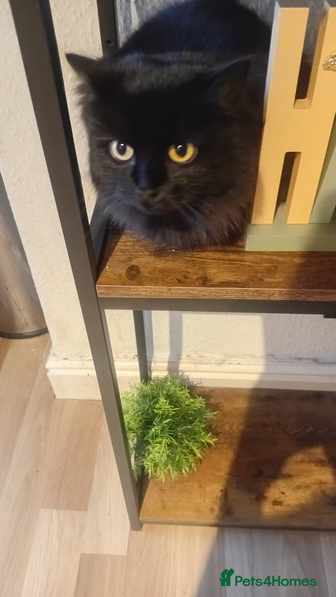 Mixed Breed cats for sale: Minnie needs a forever home - Image 3