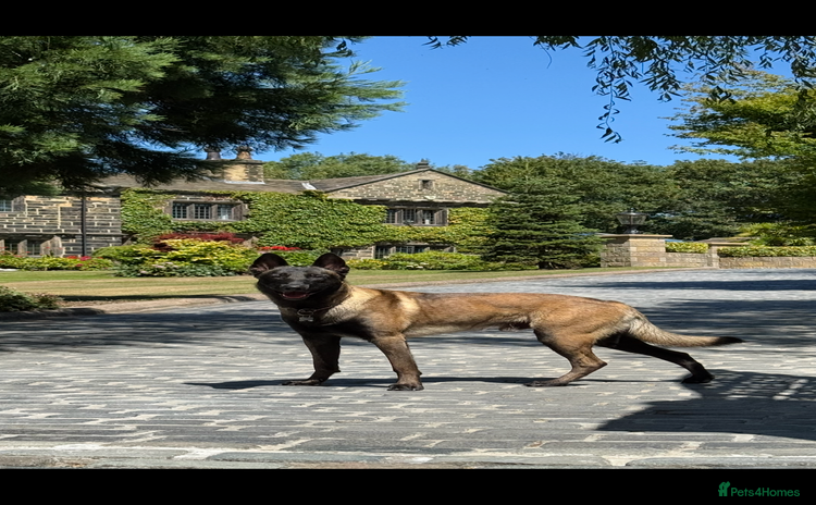 Belgian Shepherd Dog dogs - Advert 8