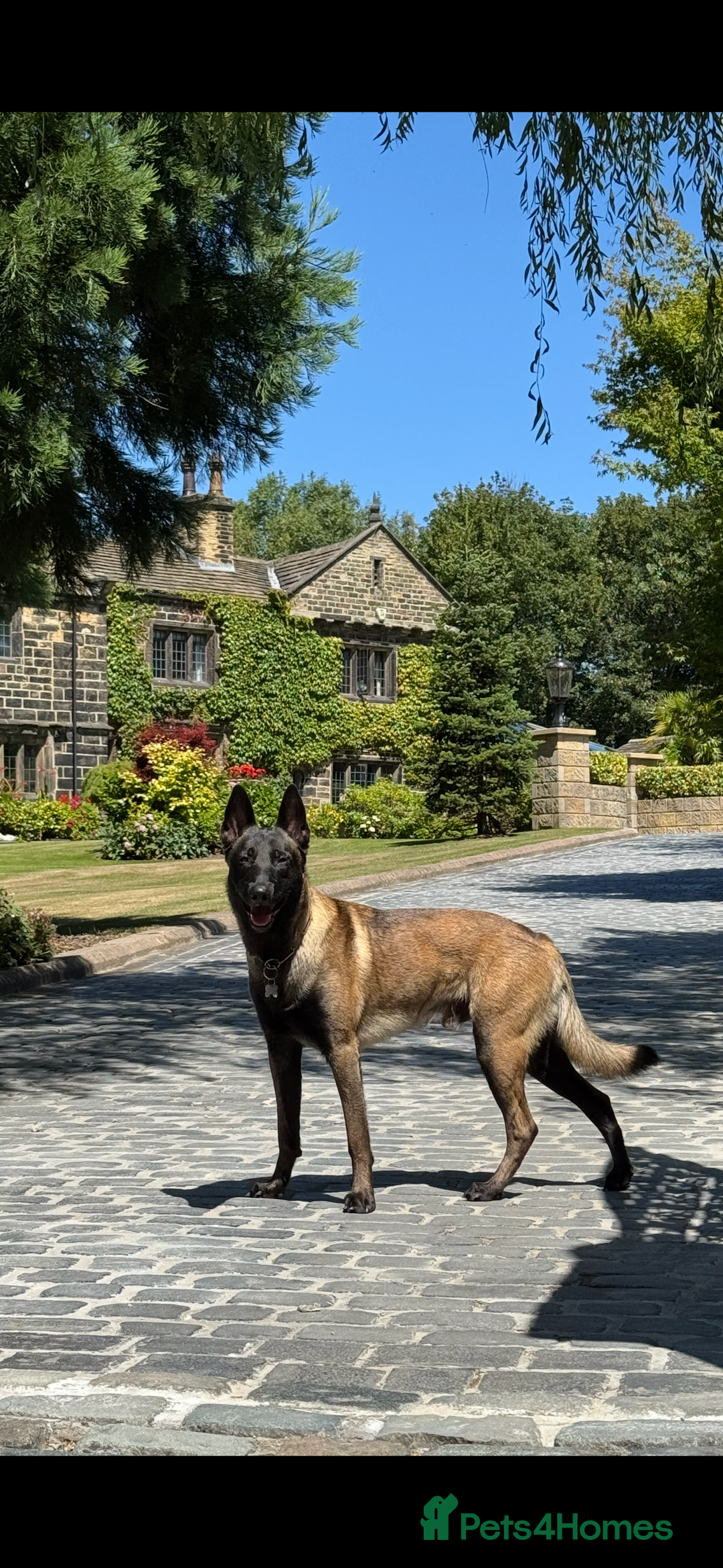 Belgian Shepherd Dog dogs for stud: Belgian Malinois Stud Male FCI - Image 1