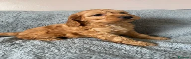 Cockapoo 1