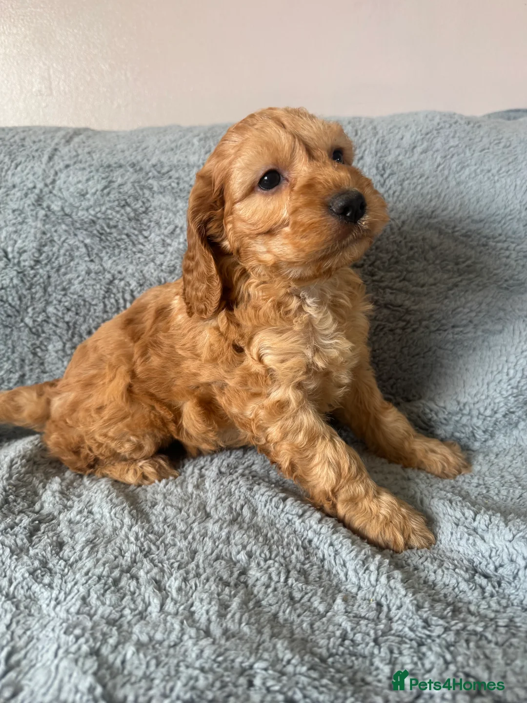 Cockapoo dogs for sale: Cockapoo puppies - Advert 11
