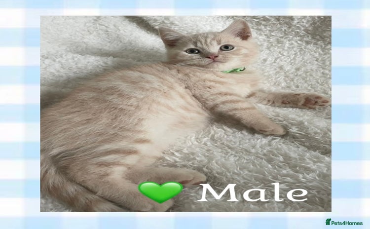 British Shorthair cats - Advert 2