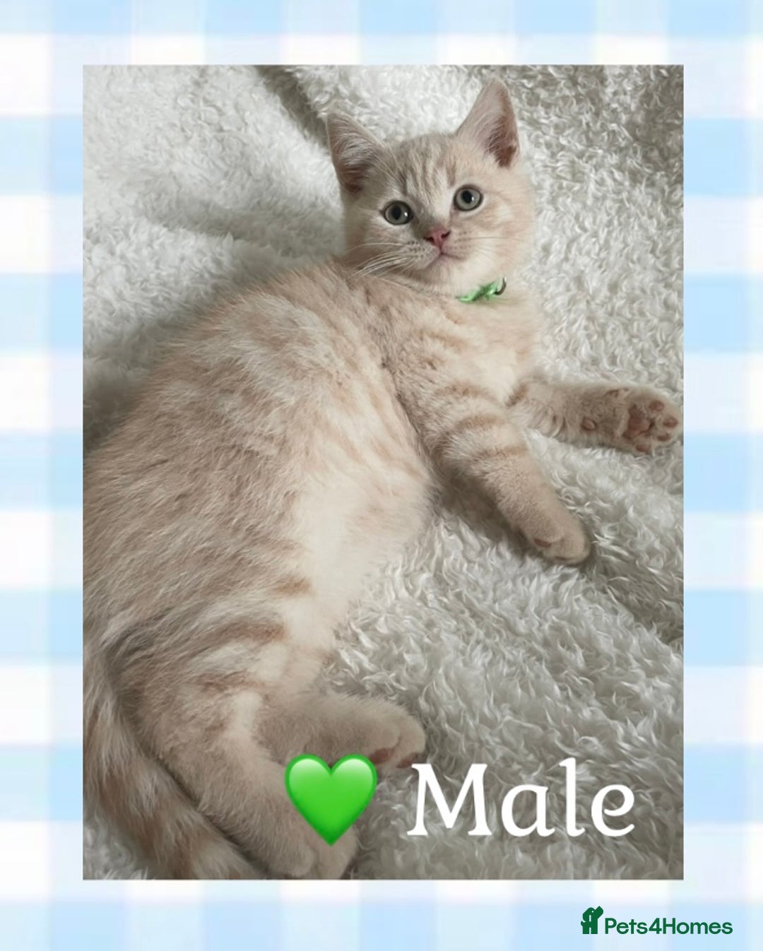 British Shorthair cats for sale: 🩷 Gorgeous British Shorthair Kittens 💙 - Image 2