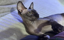 Sphynx cats for sale: Boy available  - Image 4