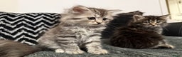 Persian cats for sale: PersianBSH silver, ginger & dark silver kittens 🩷 - Advert 6