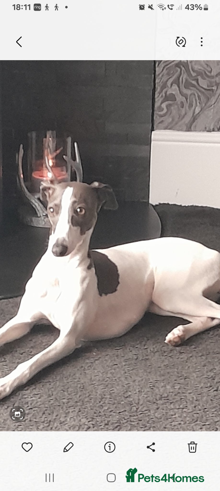 Mixed Breed dogs Italian greyhound x whippet  - Advert 2