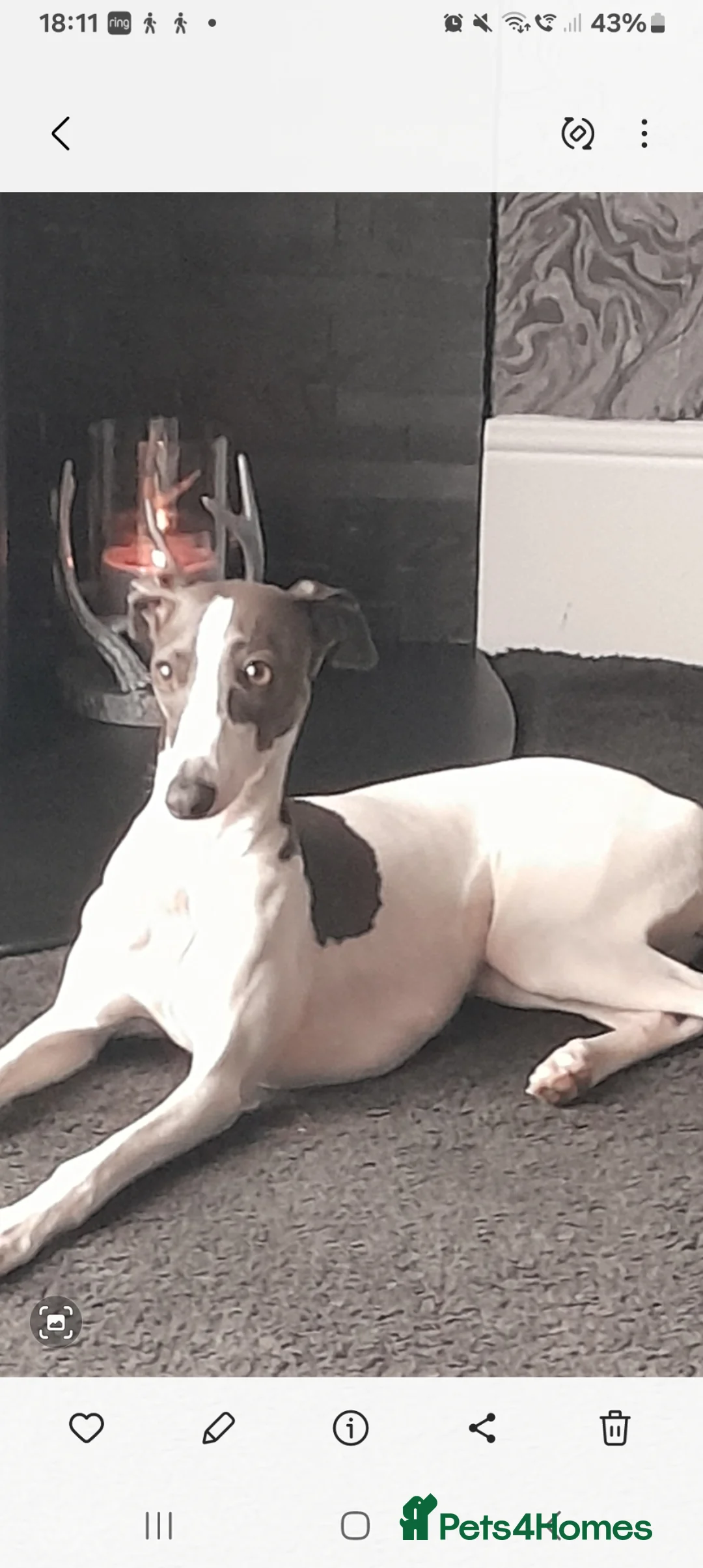 Mixed Breed dogs for sale: Italian greyhound x whippet  - Advert 1