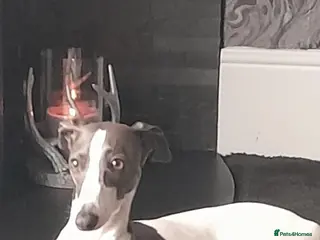 Mixed Breed dogs Italian greyhound x whippet - Advert 2
