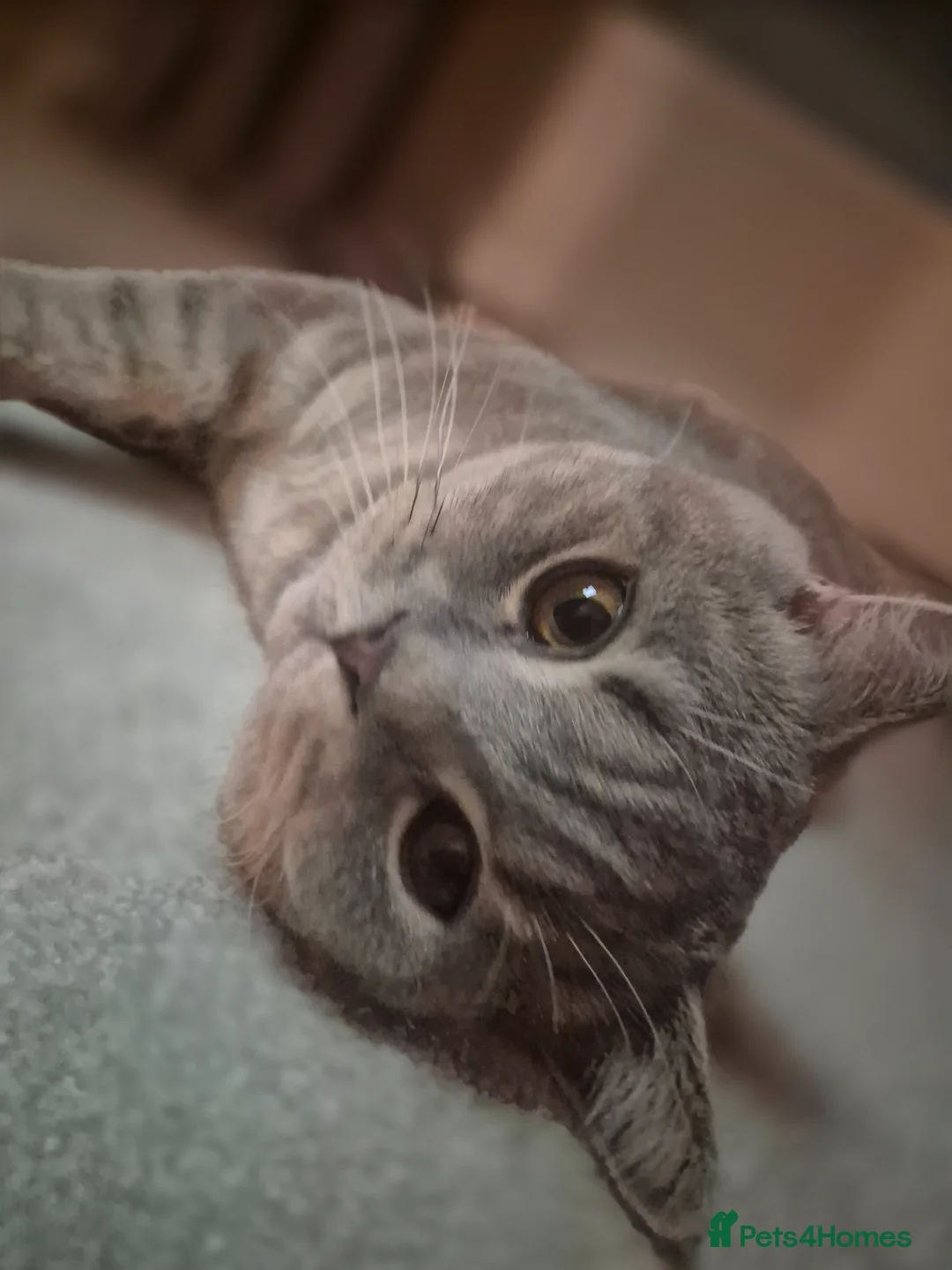 British Shorthair cats for sale: Wilson - Advert 2