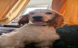 Cocker Spaniel dogs for sale: male cocker spaniel - Image 2