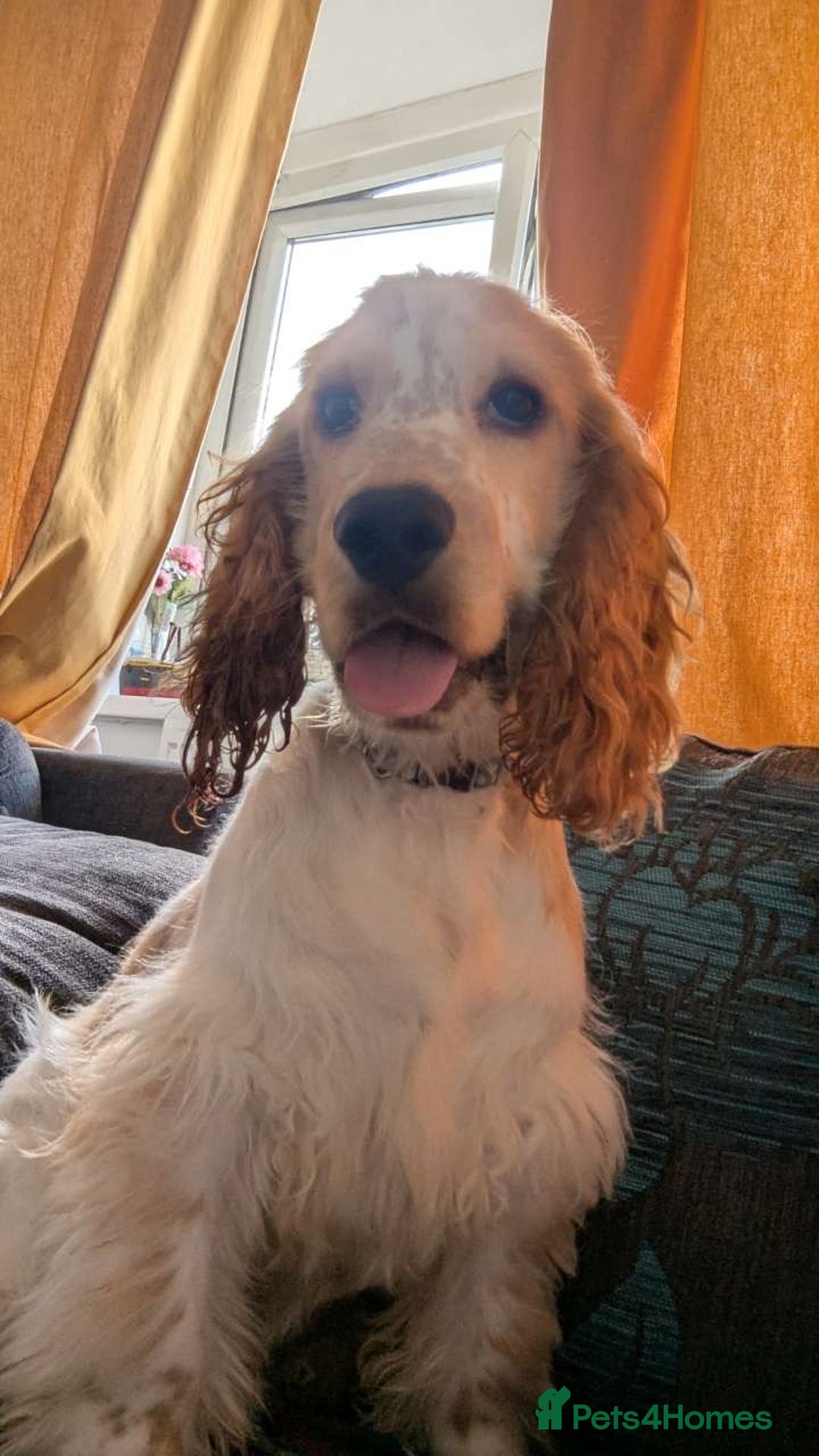 Cocker Spaniel dogs for sale: male cocker spaniel - Image 2
