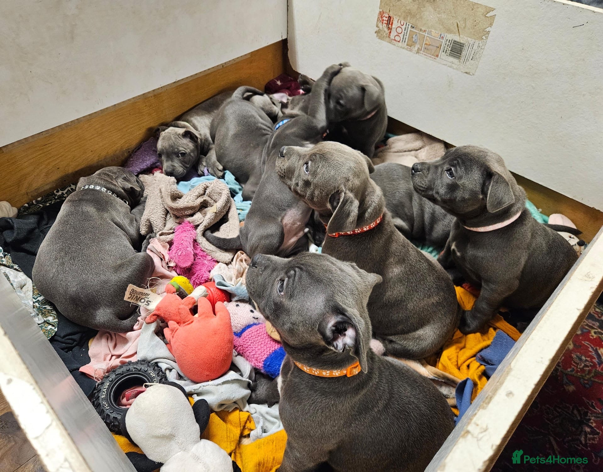 Staffordshire Bull Terrier dogs KC & DNA tested Staffordshire Bull Terrier Puppies - Advert 5