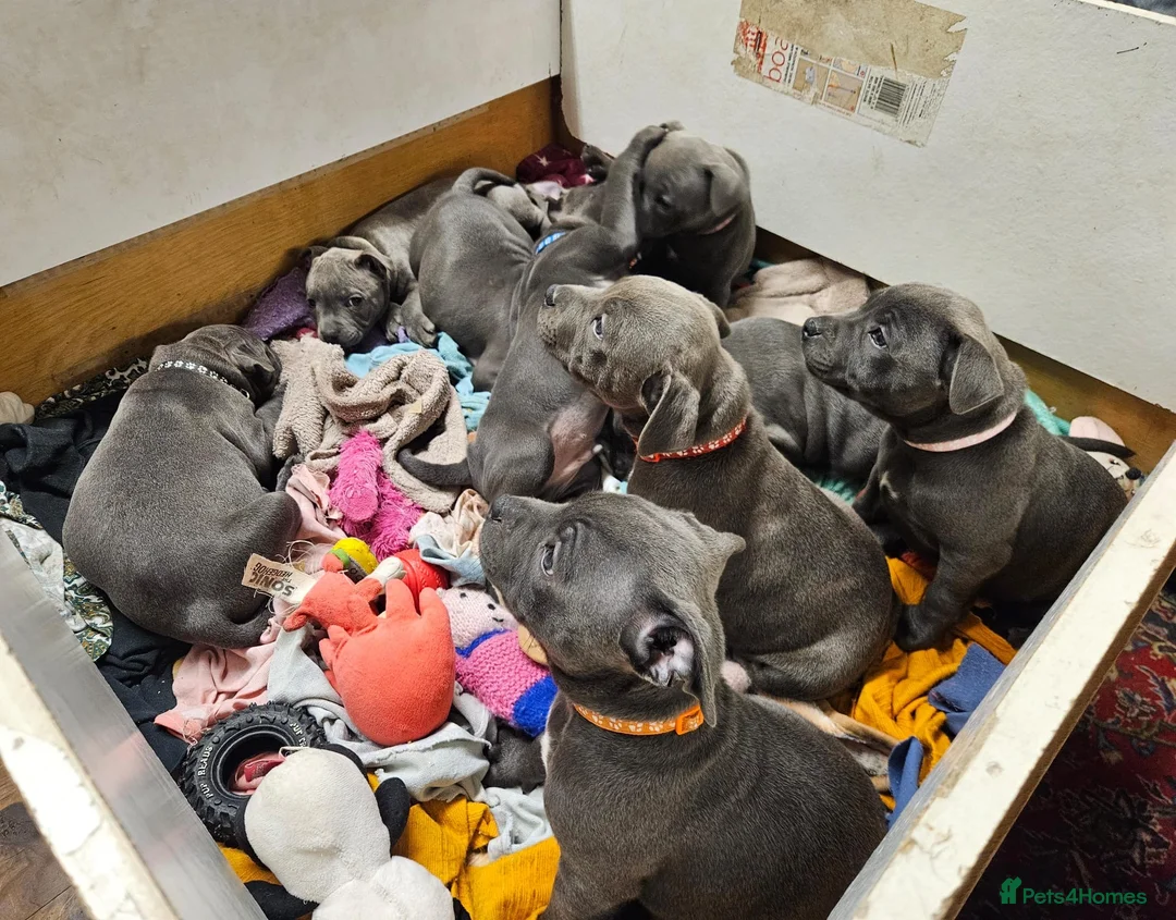 Staffordshire Bull Terrier dogs for sale: KC & DNA tested Staffordshire Bull Terrier Puppies - Advert 1