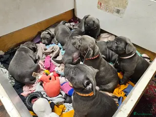 Staffordshire Bull Terrier dogs KC & DNA tested Staffordshire Bull Terrier Puppies - Advert 2