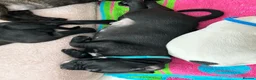Staffordshire Bull Terrier dogs for sale: Beautiful Staffordshire bull terrier pups - Advert 6