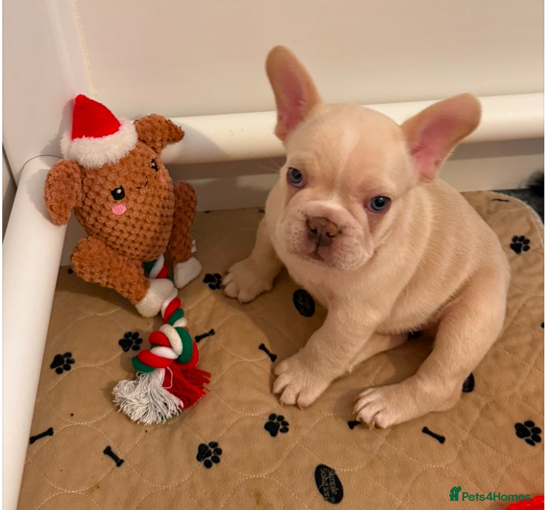 French Bulldog dogs for sale: French Bulldog Puppies - Advert 1