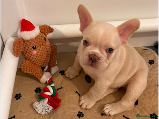 French Bulldog dogs French Bulldog Puppies - Advert 9