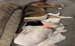 Akita dogs for sale: 2 Akita puppies 1 female 1 male  - Image 22