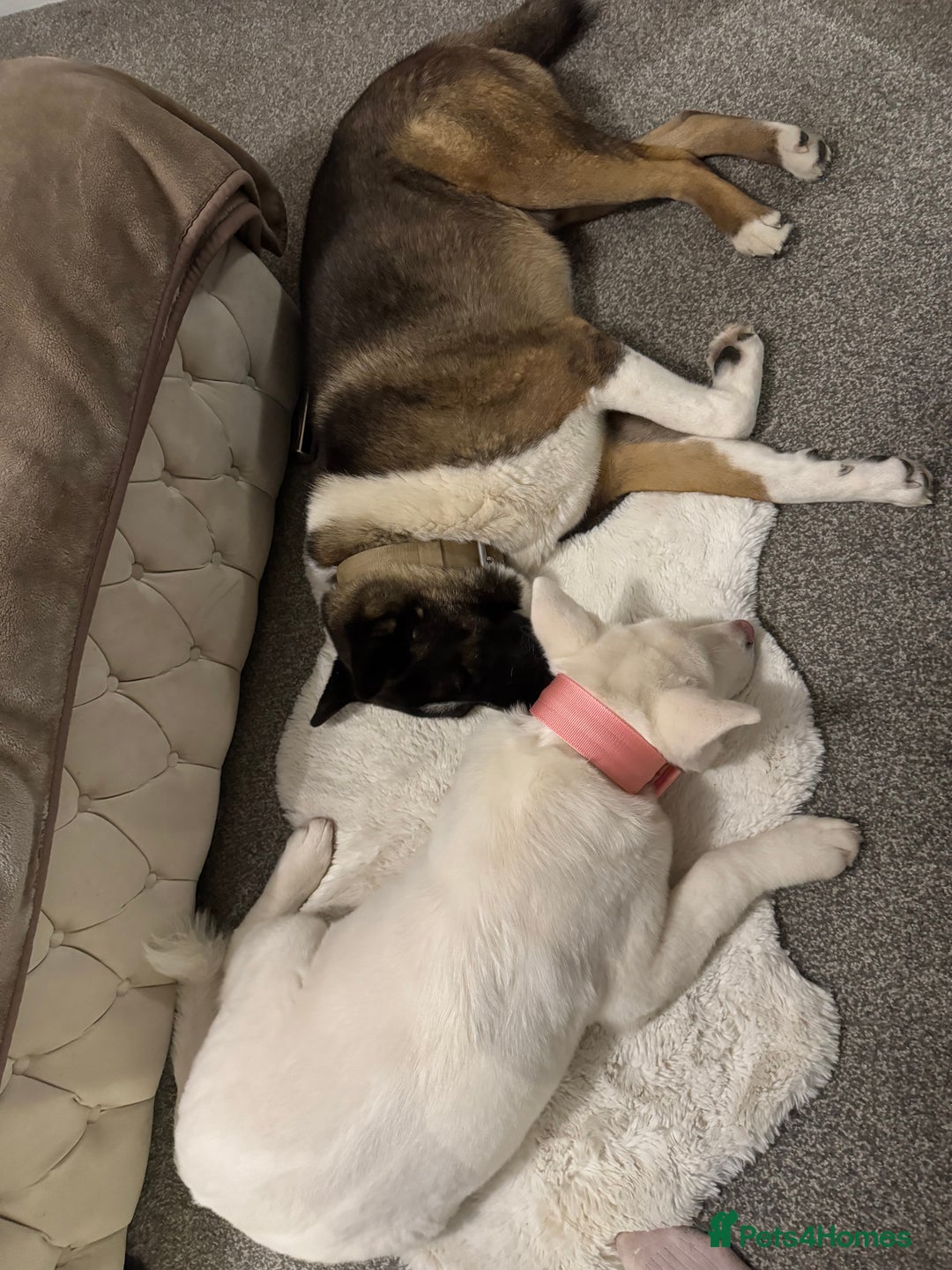 Akita dogs for sale: 2 Akita puppies 1 female 1 male  - Image 22