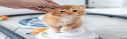 British Shorthair cats for sale: Adorable Kittens Ready For Reservation  in Leamington Spa - Advert 11