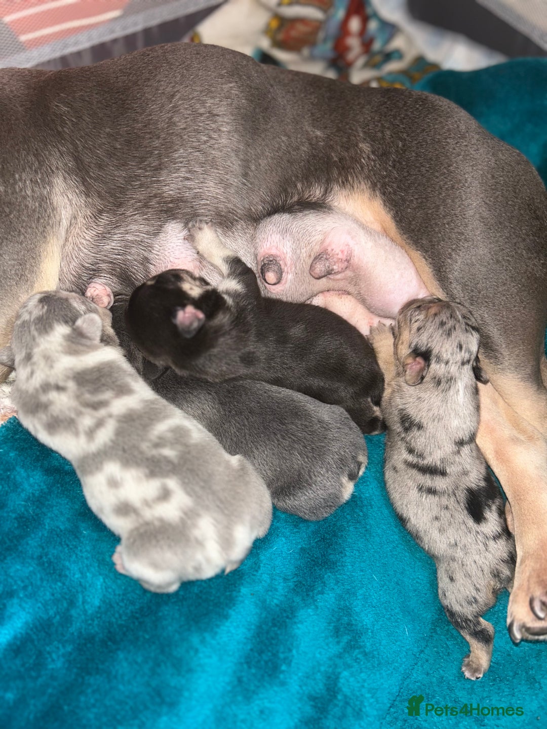 French Bulldog dogs for sale: French Bulldog Mix Fluffy Frenchie - Image 3