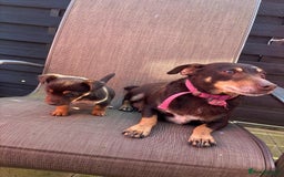 Jack Russell dogs for sale:  Beautiful Jack Russell puppies  - Image 3