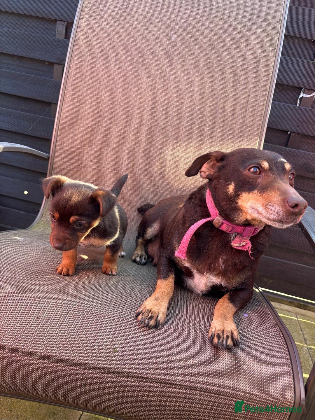 Jack Russell dogs for sale:  Beautiful Jack Russell puppies  - Image 3