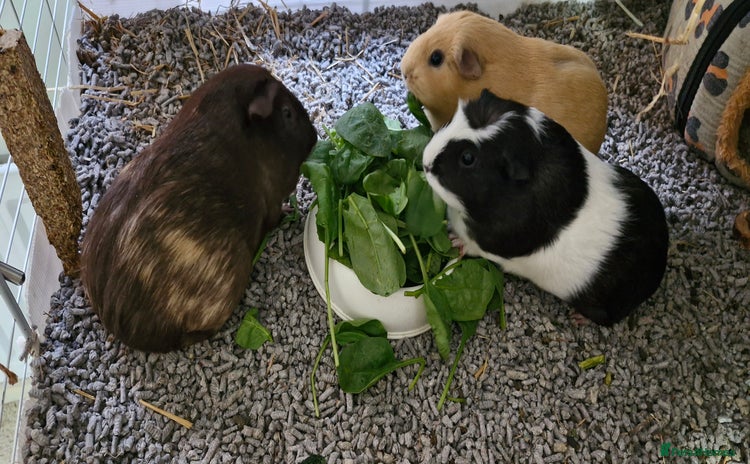 Guinea Pig rodents - Advert 5