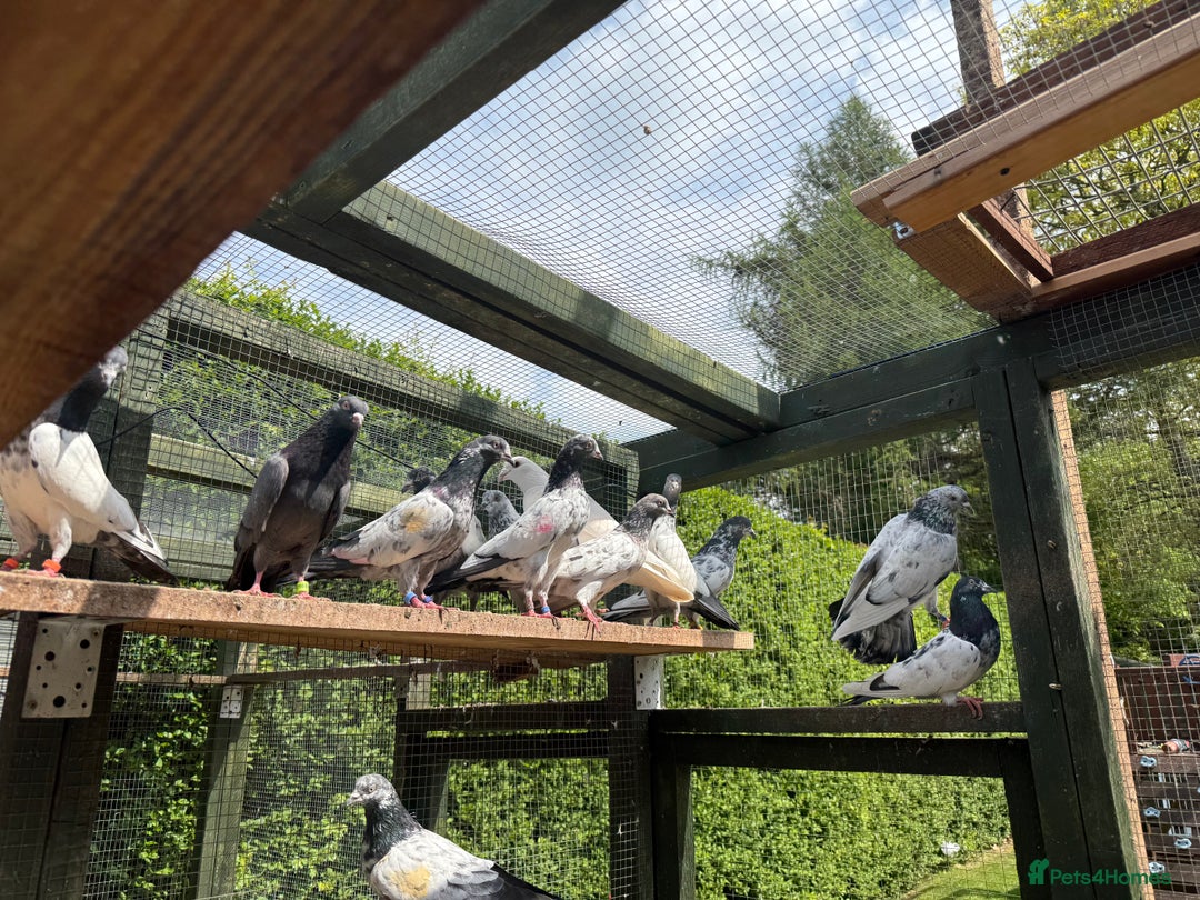 Pigeons birds for sale: Pakistani pigeons for sale  - Image 8